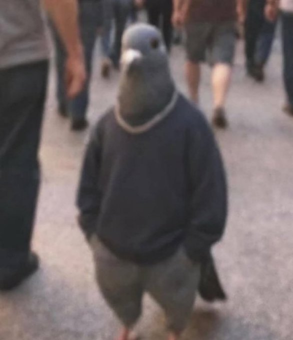 volatile_xbt's tweet photo. im literally just a chill pigeon https://t.co/c7SlWbCUn3