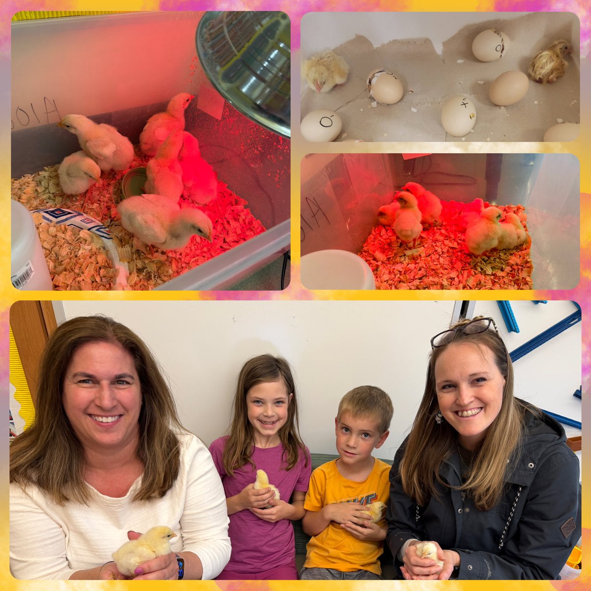 CaleyUMASD's tweet photo. 🐥One of our Cougars’ favorite memories each year is chick hatching season! Students learned about chickens and their life cycle through the Embryology Program through the Montgomery County 4-H Club. A BIG THANK YOU goes out to our PTC for sponsoring this project! https://t.co/S3H9irhQDV