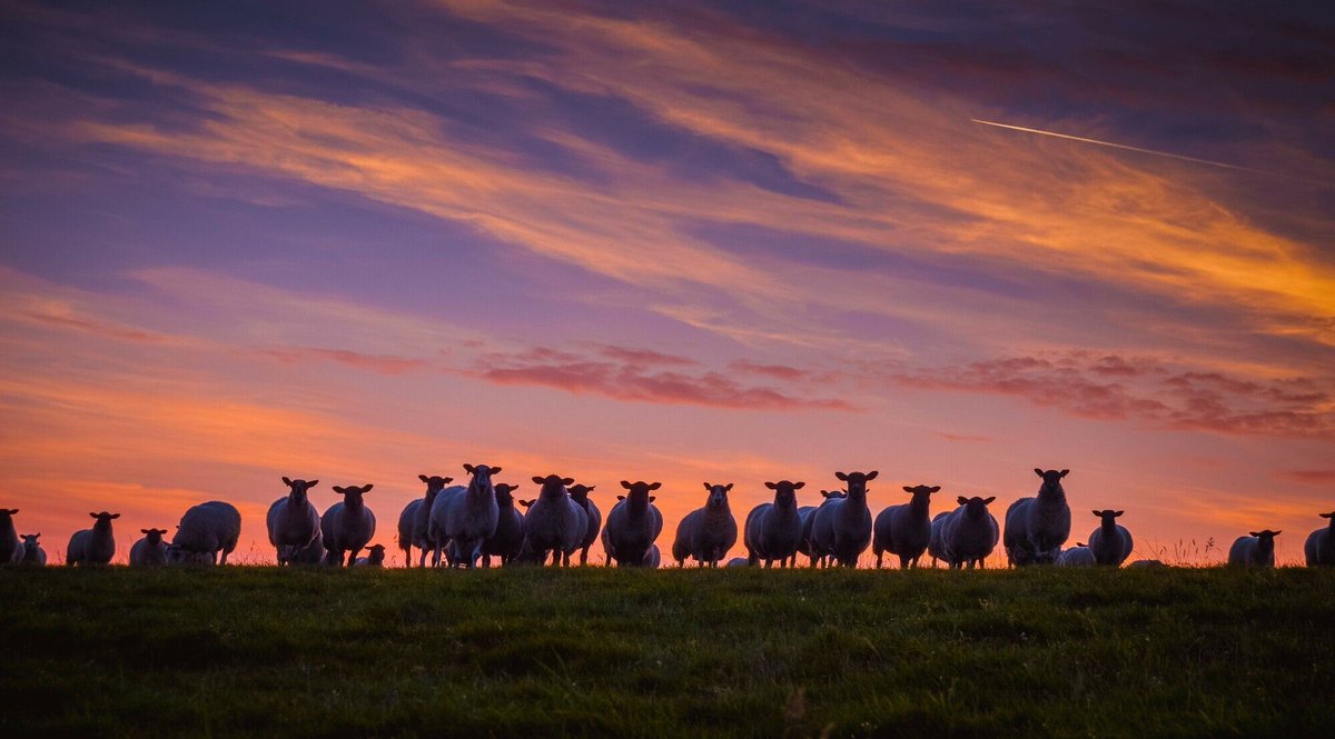 sdnpa's tweet photo. When the view starts looking back 🐏

📸: Eleanor Best https://t.co/hFEuSE1iqo