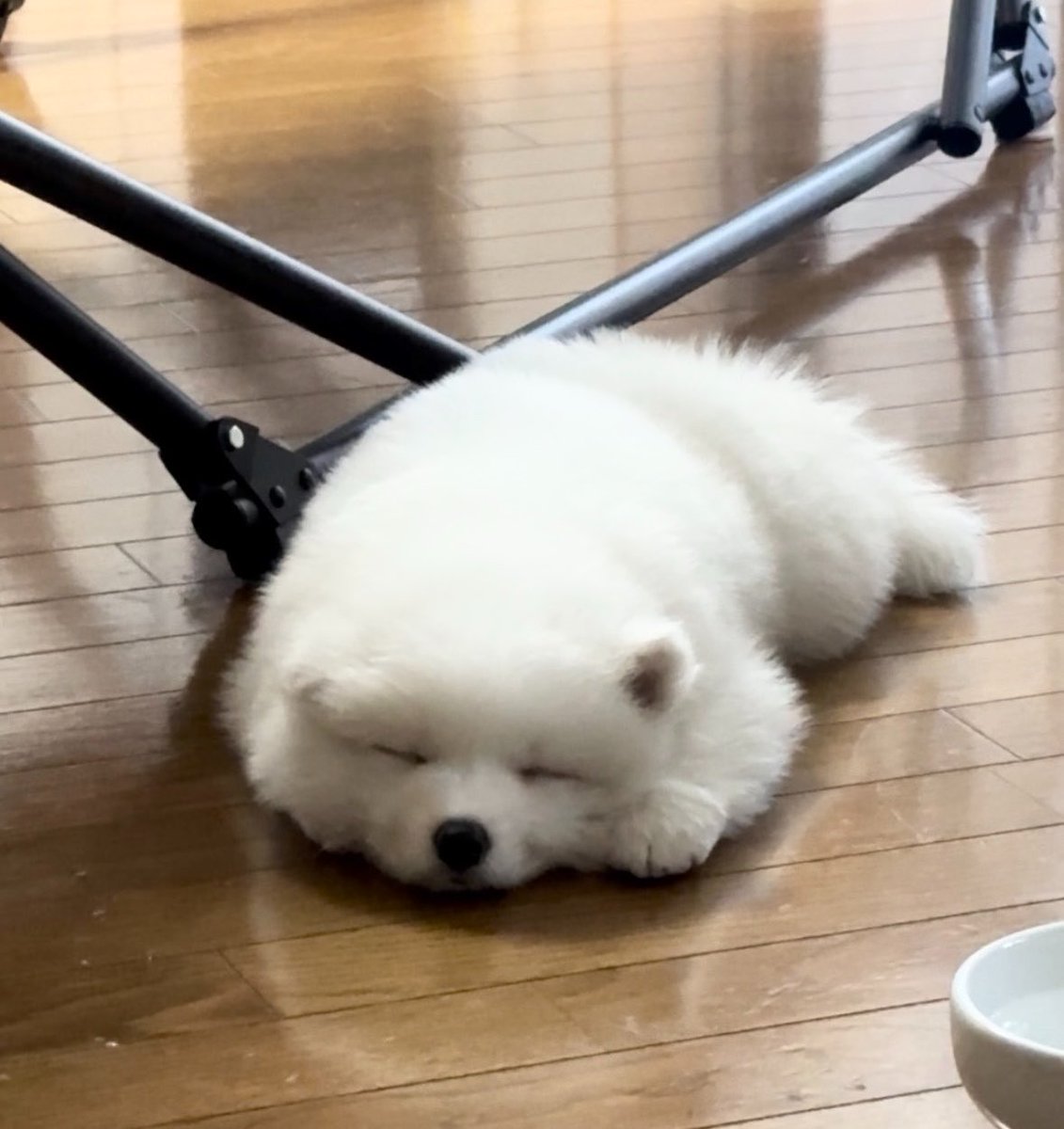 サモエド☆さだはる tweet media