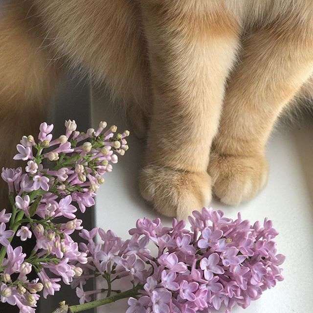 lilac ✿ tweet media