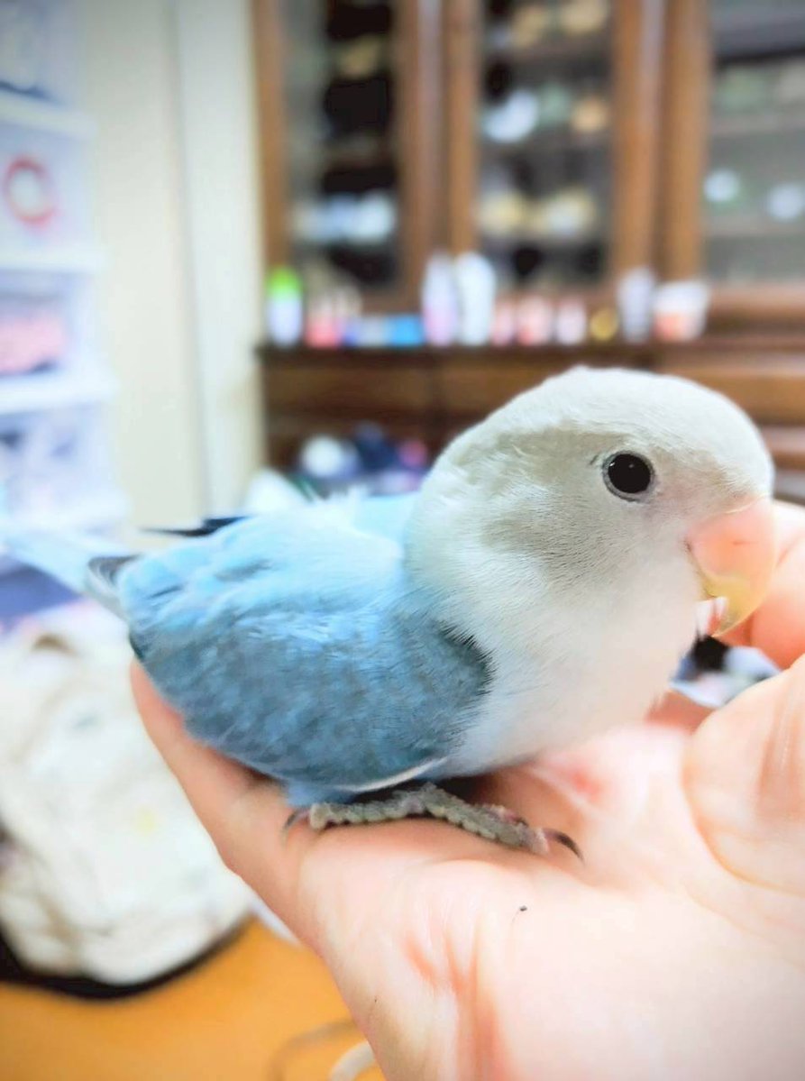 tanutanuoyali's tweet photo. 入間市東藤沢付近で、生後10ケ月の小桜インコを逃がしてしまいました(T_T)
ホワイトフェイスコバルトバイオレットという、嘴がピンクで、顔が白で体が青とグレーの子です。
手乗りで人懐こく、「マリンちゃん」と呼ぶと大声で返事をします。
どなたか保護された方がいたら、当方までご一報お願いします https://t.co/GKXx9i0ZtX