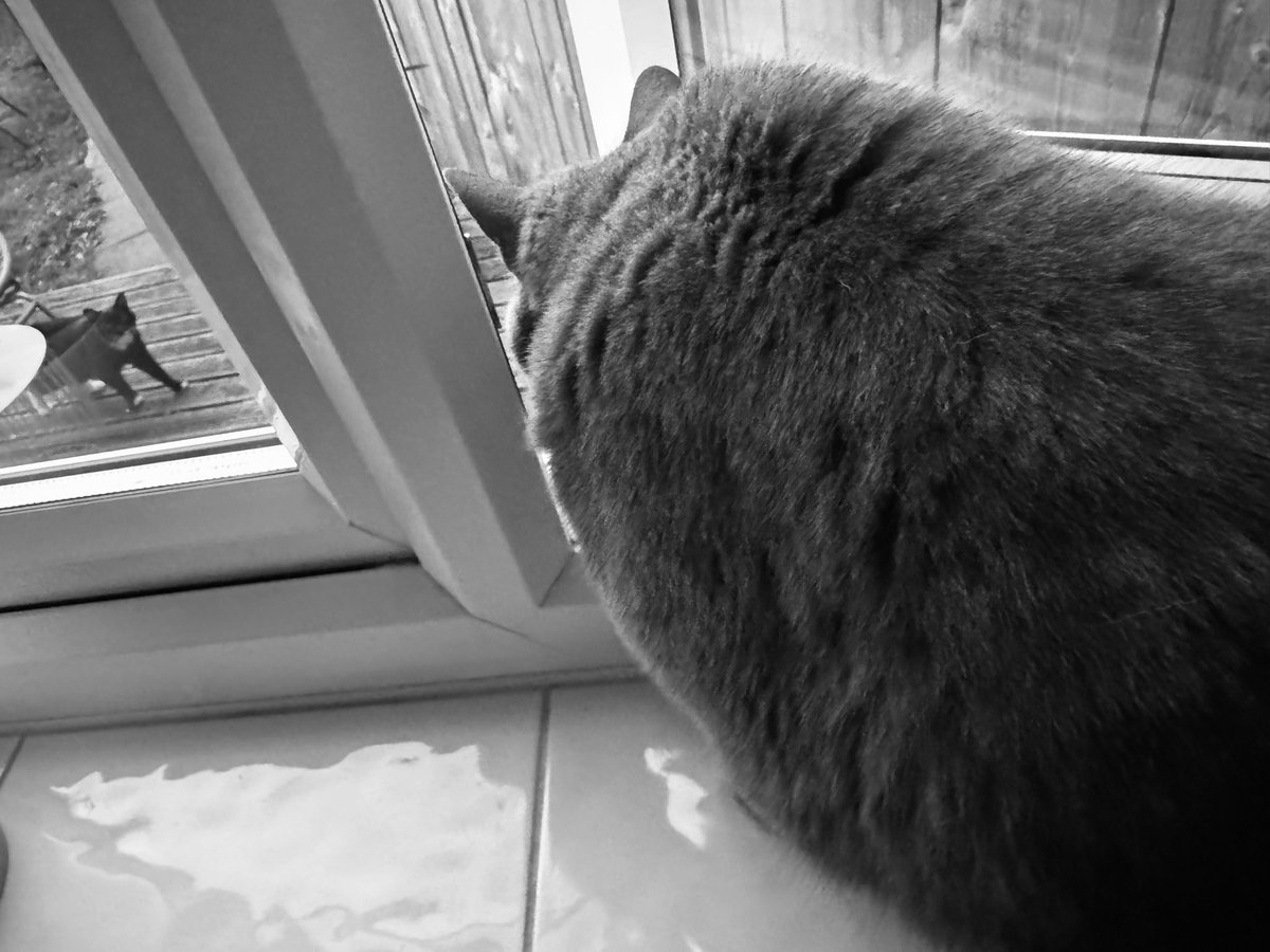 HeartInTheHush's tweet photo. “Hmmmph. New peasant on MY deck. Bold move, socks - strutting right up like you own the place. I’ve ruled this glass fortress forever… One slow blink if you behave… maybe. Stay outside, rookie. Treaty later.” 🐾
#CatLife #WindowWatcher #NewNeighbor #BluebellTheCat #CatDrama #SlowBlink #FelineOverlord