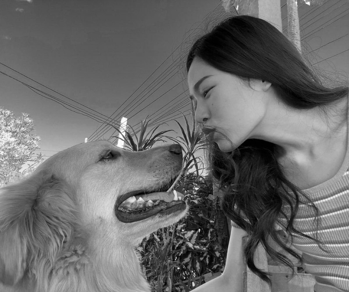 summertimediary's tweet photo. RIP 🤍

Tofu, i know you will keep watching over Lingling with the same gentle love you always had. Run free, sweet boy 🦮🪽

🫂 @linglingsirilak https://t.co/bqDztcZlx0