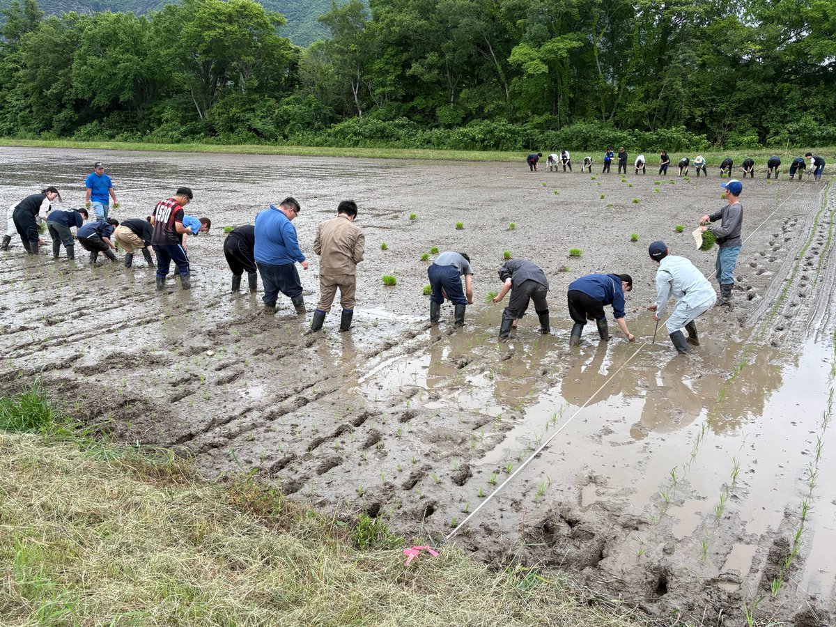 GlocalLesson's tweet photo. 田植え実習の撮影へ🌱
「よーいドン！」で2チームがゴールを競い合い、かなり白熱🔥
勝ったのは早くゴールしたAチーム…ではなく、なんと「苗がきれいに植わっていた」Cチーム‼

ルールとは？と、みんなで笑ってしまいました。
農場実習の撮影では、こういうゆるーい場面によく出会います😹 https://t.co/Lv62IxZAgc