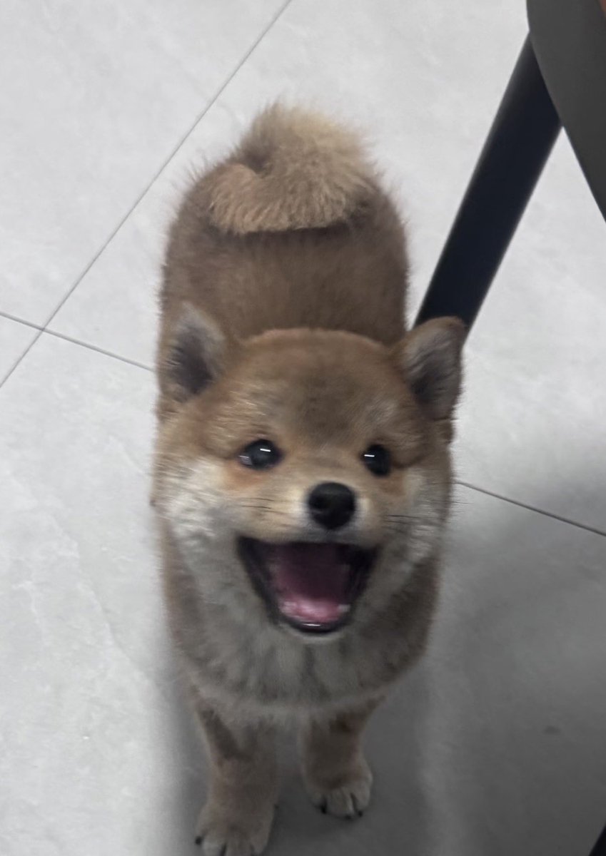 twaniimals's tweet photo. https://t.co/6VTLVLAACn