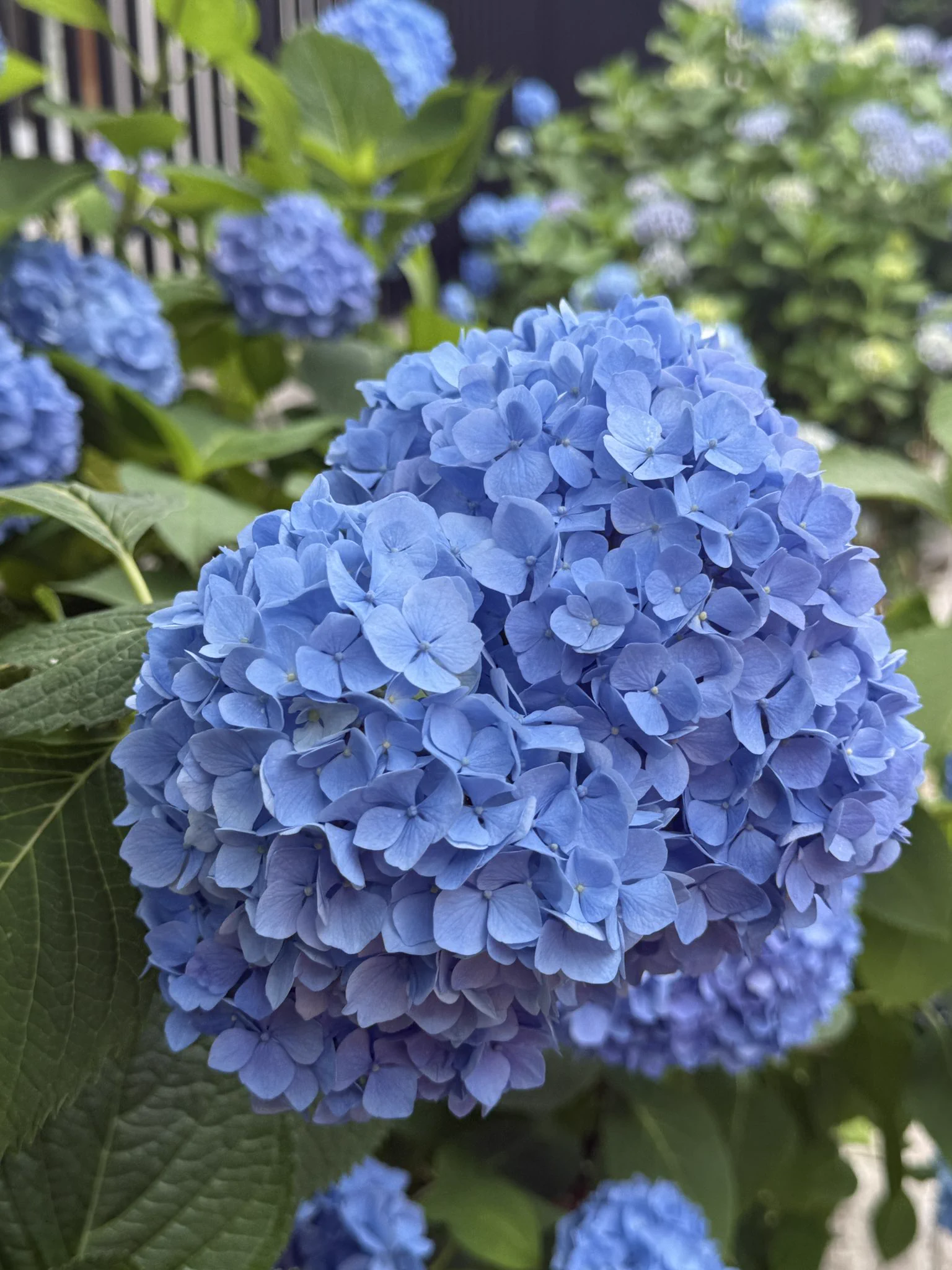 梅雨前の紫陽花写真がXで美しい盛り上がり