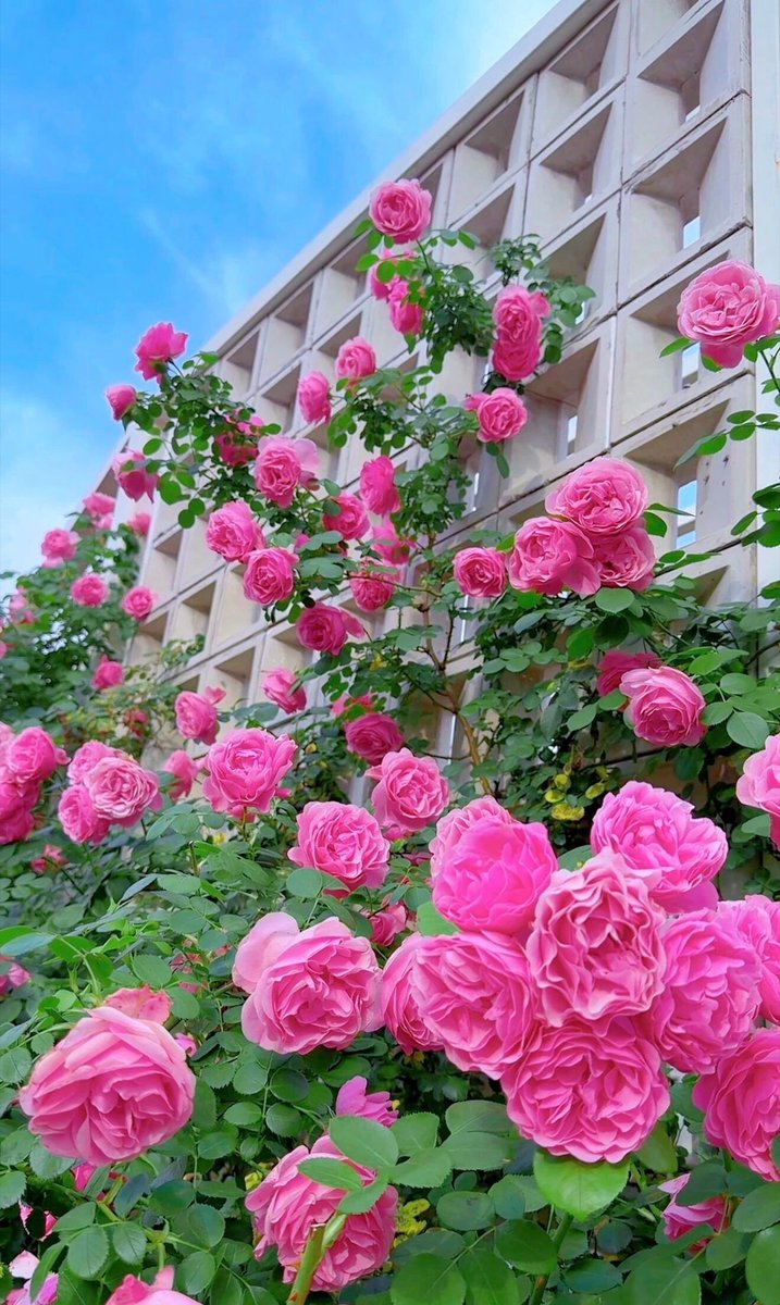 angelo_bai's tweet photo. 藤本月季 粉色达芬奇 https://t.co/OJ54712qfi