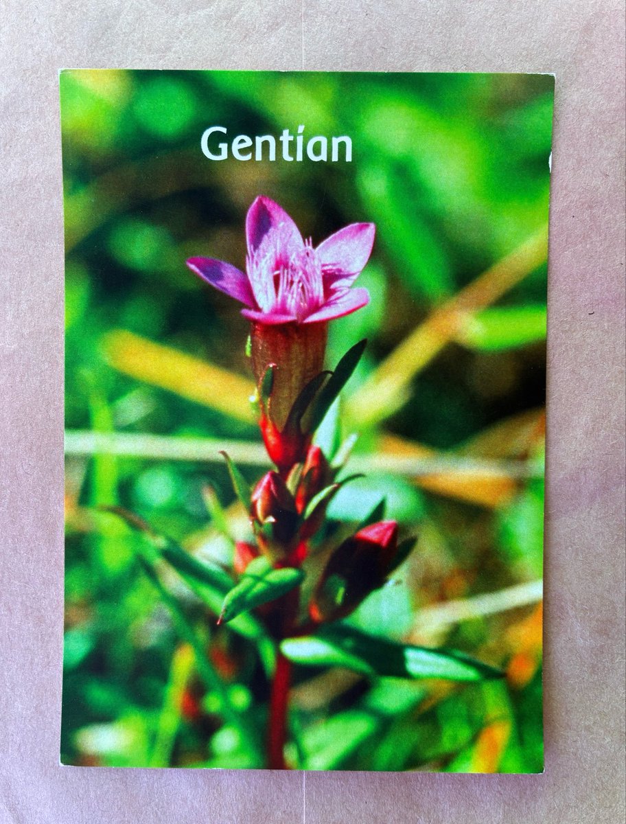 y_naomy703's tweet photo. ゲンチアン Gentian

わたしは挫折を新しいチャンスとして捉え
人生の体験一つ一つを賢明なる教師として見ます
わたしには究極の成功を手にする確信があります
わたしは内なる神のままに行動しているからです https://t.co/KMbNN0lXqg