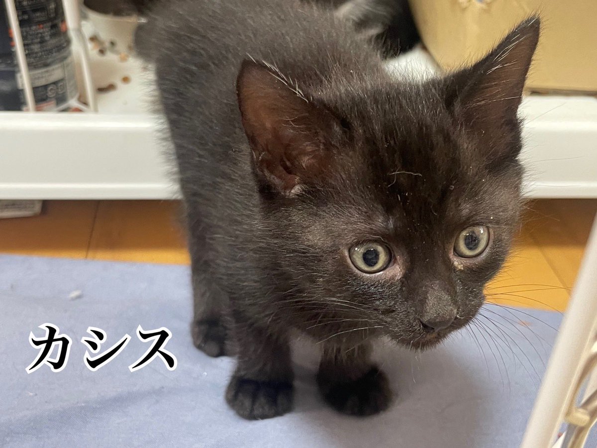 yutapyon1111's tweet photo. [拡散希望]
お知り合いの子猫ちゃん達の里親を募集します。写真がないですがもう一匹ラテって子が居ます。(↓のリンク🔗の動画にはラテも写ってます)4匹兄弟で、猫ちゃんが寂しく無い様、良ければ2匹ペアずつで引き取ってくれたら理想です。

興味がある方DMください。

https://t.co/fpDGs7NEHd https://t.co/YPdcYv1Wvp