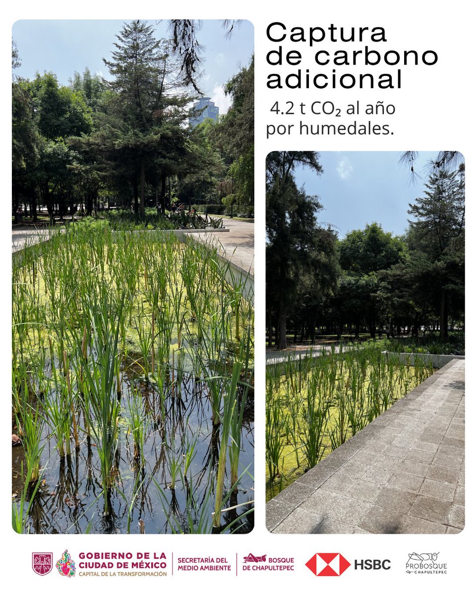 ProChapultepec's tweet photo. Gracias a Fundación HSBC por transformar el Espejo de Agua en un paisaje resiliente, eficiente y sostenible, dentro del Bosque de Chapultepec.
El proyecto dirigido por el reconocido arquitecto Mario Schjetnan tiene diversos beneficios ambientales. Te contamos en las imágenes. https://t.co/bMRcdAcd0b