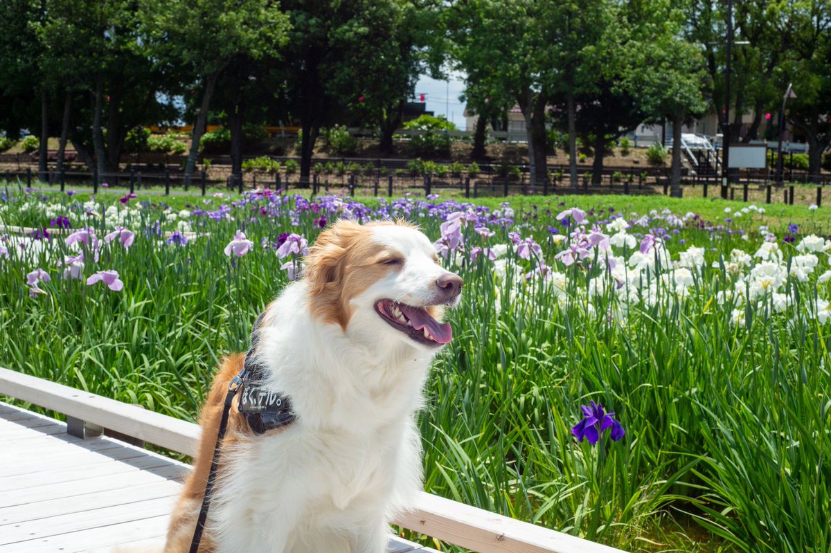 tabitonatu's tweet photo. 綺麗にお花が咲いてたよ🐾
僕テル。いーれーてー♫ https://t.co/3h867yVqfl