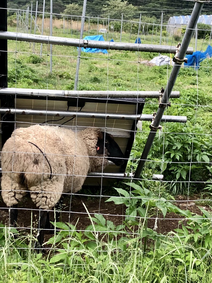 gen_935's tweet photo. ご近所さん🤭
羊🐏ちゃんがいっぱいいるよって、主人が言うので見に行ったら〜5-6頭？小屋の方にいたり寝てたり。こんな近くで見たの初めて〜😆
可愛いくて優しそうな目👀💕 https://t.co/O8xDQy6fSQ
