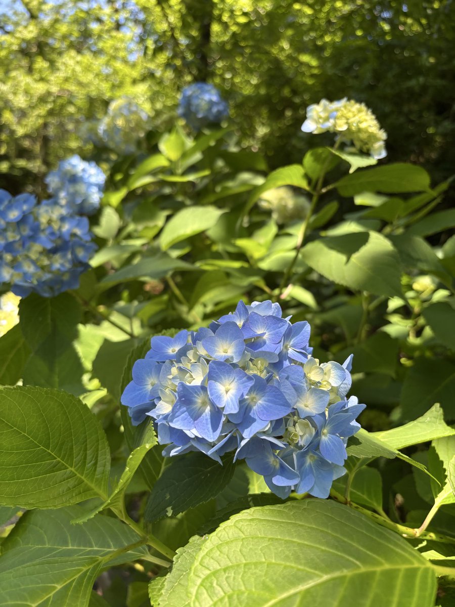 fukuishizenshi's tweet photo. 足羽山ではアジサイの花が色づいてきました。色づく途中もグラデーションができてきれいですね。
見頃はこれからです。楽しみに待ちましょう。
特別展「花のひみつ」は5/31までの開催です。ぜひお越し下さい。
#福井市 #福井市自然史博物館 #アジサイ #花のひみつ https://t.co/Qup2A0MXzw