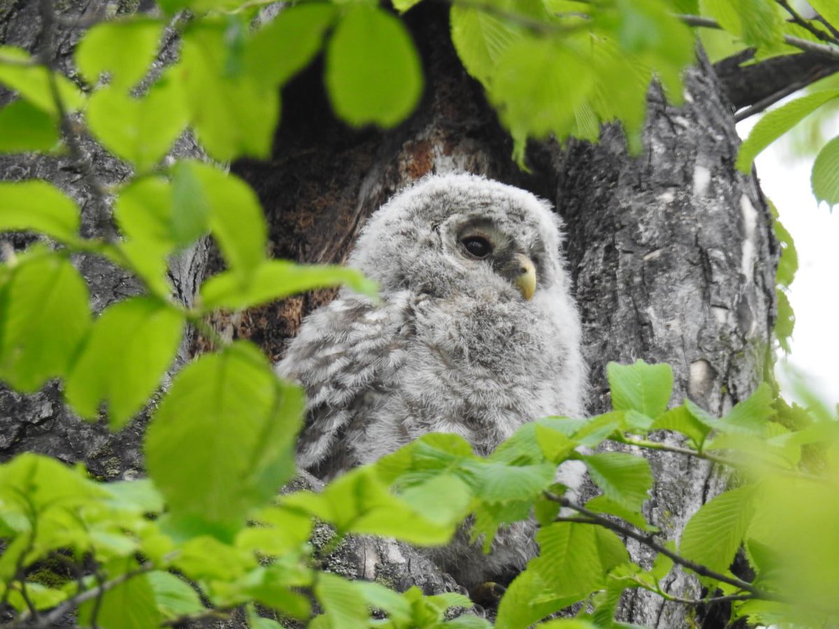 _Astarcis's tweet photo. Why is this dustball up high in a tree???

Jokes aside, saw an Ural owl baby today! Sitiing on the edge of it's home, curiously looking outside https://t.co/hjCQjPgPDz