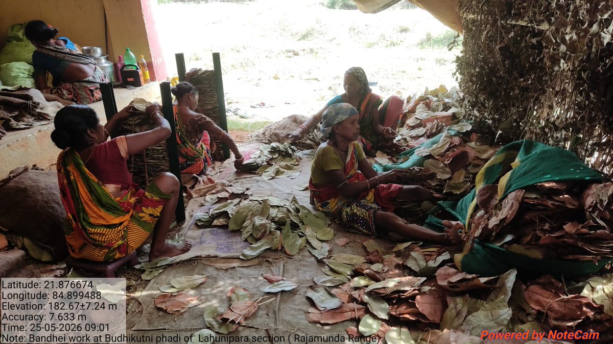 dforkl's tweet photo. Ongoing Processing, Binding &amp; Bagging (PBB) work at various Binding Centres under Rourkela K.L. Division. Continuous supervision and monitoring are being carried out to ensure proper processing, quality maintenance, uniform binding, and of Kendu Leaves for better market value. https://t.co/pLgrObkRpi