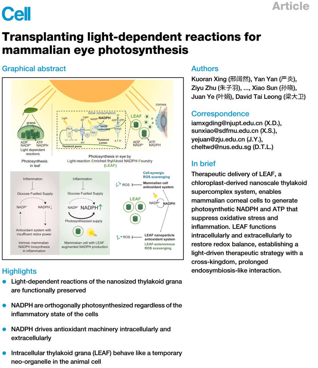 life2030com's tweet photo. I want to add something more about the ongoing revolution in the metabolic medicine the cardiologist was talking about.

What about incorporating photosynthesis into the human body?
A science fiction?

Let's see an example:
What if your eyes could use light to heal themselves?

More than 1.5 billion people worldwide are currently affected by dry eye disease. According to National University of Singapore (NUS), "at the cellular level, the disease is driven by a vicious cycle. Inflammation in the corneal region generates reactive oxygen species (ROS), chemically aggressive molecules that damage cells. Healthy eyes can neutralise ROS through antioxidant production that is driven by Nicotinamide Adenine Dinucleotide Phosphate (reduced form) (NADPH). But in inflamed eyes, ROS levels overwhelm the cornea’s natural defences, resulting in the generation of even more ROS – a death spiral."

The technology is called LEAF: Light-reaction Enriched thylAkoid NADPH-Foundry. It uses nanosized thylakoid particles extracted from spinach, and puts them into eye-drop form.

Thylakoids are tiny, membrane-bound compartments inside chloroplasts that act as the primary site for the light-dependent reactions of photosynthesis. Their main job is to absorb sunlight and convert it into chemical energy (ATP and NADPH), which helps power antioxidant defenses and reduce oxidative stress or inflammation on the ocular surface. NUS says the particles are about 400 nanometres across and can be absorbed by cells.

The results are very impressive for preclinical work. In lab tests, LEAF restored NADPH within 30 minutes of light exposure, suppressed reactive oxygen species, and shifted immune cells toward an anti-inflammatory state. In tear samples from dry-eye patients, it reportedly increased NADPH about 20-fold and reduced hydrogen peroxide, a key cell-damaging oxidant, by more than 95%. In rodent dry-eye models, drops used under ambient indoor light reversed corneal damage toward near-healthy levels within five days and outperformed Restasis in that model.

But, what is the caveat?
This has not yet proven itself in human clinical trials. Moreover, the nanoparticles are stable for two weeks at room temperature and up to one year at -80°C. That does not automatically make it impossible or unaffordable, but it does suggest this is just a prototype, which may not be suitable for commercialization right now. They or superintelligent AIs have to find a way to modify the chemical formulation so that the particles can be stable for much longer time under room temperature before the launch to the consumer market.

But, does this mean that we can cure dry eye disease now?
Not there yet. Dry eye is not one disease. It is a jungle. Some dry eye is inflammation or oxidative-stress dominant. Some is meibomian gland dysfunction. Some is autoimmune, like Sjögren’s. Some is nerve-driven corneal neuropathic pain, especially after surgery. LEAF might be very powerful for the inflammatory or oxidative-stress loop, but it may not automatically fix damaged nerves, destroyed meibomian glands, eyelid problems, or severe neuropathic pain.  

Then, why do I mention this breakthrough?
1) This research strongly suggests that at least some dry-eye states are partly metabolic-redox diseases of the ocular surface.

That is a big conceptual shift.

The classic medical definition already says dry eye is multifactorial: tear-film instability, hyperosmolarity, inflammation, ocular-surface damage, and neurosensory abnormalities can all play roles. So dry eye was never truly one disease. It was already a syndrome with many entry points.

But the spinach-thylakoid research adds a new lens: some eye cells may not merely lack moisture; they may lack enough redox or energy support to defend themselves.  

That means the disease picture is not just: 
eyes are dry → add liquid

It may also be:
ocular surface stress → oxidative damage → inflammation → mitochondrial or redox exhaustion → poor repair → more dryness and inflammation

That is a much deeper loop.

2) If we think this more broadly, in ordinary drug logic, medicine often says:
“Block this receptor.”
“Inhibit this enzyme.”
“Activate this pathway.”
“Force the system away from one bad state.”

But these thylakoid systems are different. Instead of commanding the cell, this treatment gives the cell more metabolic freedom.

In other words, instead of commanding, the nanoparticle empowers the cell. The cell still decides, through its own biochemical networks, what to repair, what to synthesize, how much oxidative stress to neutralize, which gene programs to shift, and how to restore local balance.

So the deeper pattern is:
(i) Old medicine: push a pathway.

(ii) New medicine: repair the local decision environment.

(iii) Even newer medicine: install a living-machine module that expands what the cell can do.

3) Incorporating photosynthesis into the human body was and is thought to be a science fiction. I remember the popular video game 11 years ago (launched in 2015), Metal Gear Solid V: The Phantom Pain, introduced a game character with the name Quiet, who is a super-soldier, breathes through her skin and photosynthesizes energy under sunlight so that she does not eat any food.   

But since 2022, I had already seen breakthroughs in this direction published on Nature, such as the paper "A plant-derived natural photosynthetic system for improving cell anabolism".

These breakthroughs signal the early technological unification between animals and plants. When we immigrate to Mars, photosynthesis through human bodies could be vital to our life. I think this is what humans in the future might possibly look like. Advanced technology is an evolutionary advantage to adapt harsher and changeable environments.