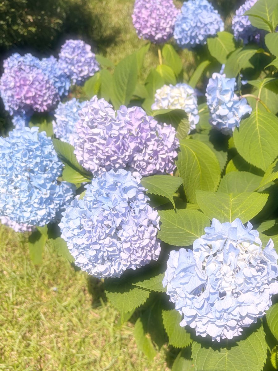 aen253's tweet photo. 紫陽花がキレイに咲いてたんだけど、もう真夏みたいな暑さしてるよね https://t.co/qjQrHF9KvN