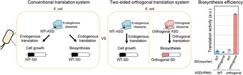 O_Borkowski's tweet photo. Characterization of a Two-Sided Orthogonal Translation System and Its Application to Violacein Biosynthesis
https://t.co/5vmadqdftH https://t.co/fEXi2Q9nQC