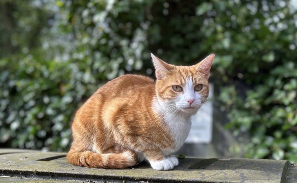 George The Stourbridge Junction Station Cat tweet media