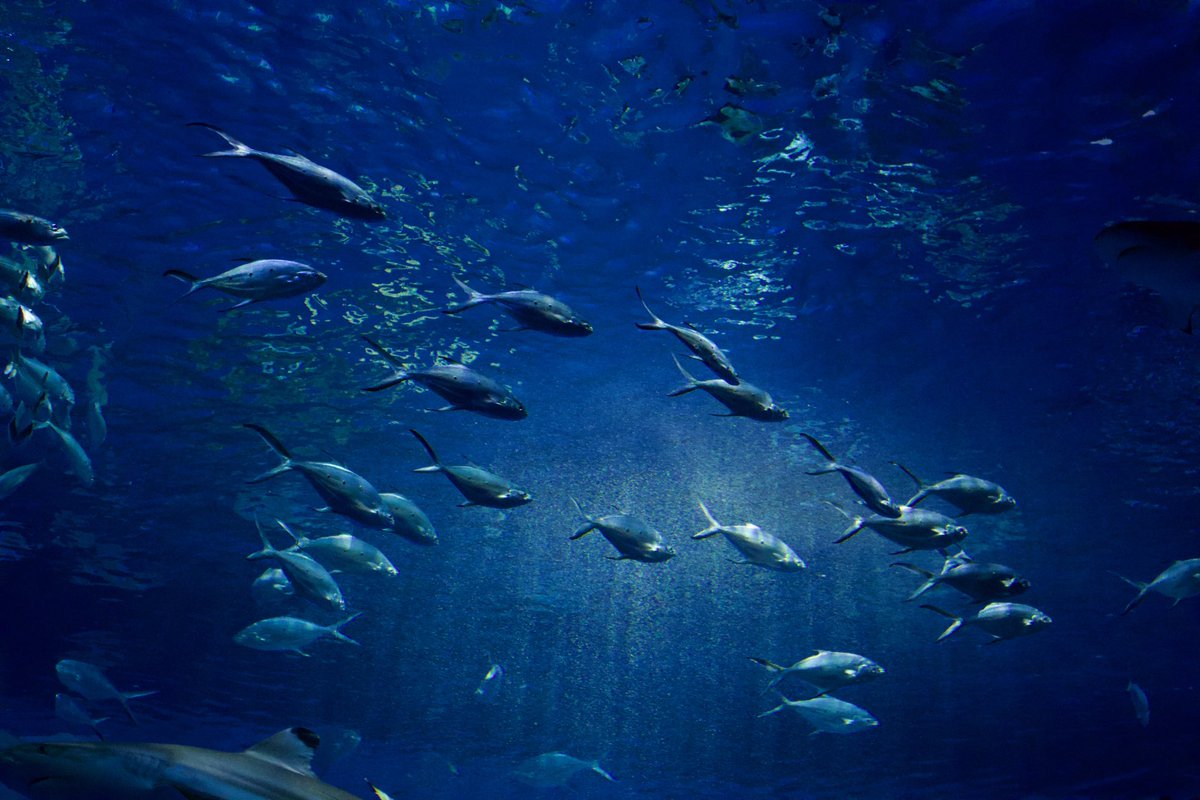 Sou___Zns's tweet photo. 🐟🐟
#photography
#キリトリセカイ
#ファインダー越しの私の世界 https://t.co/wpSzgNb3QY