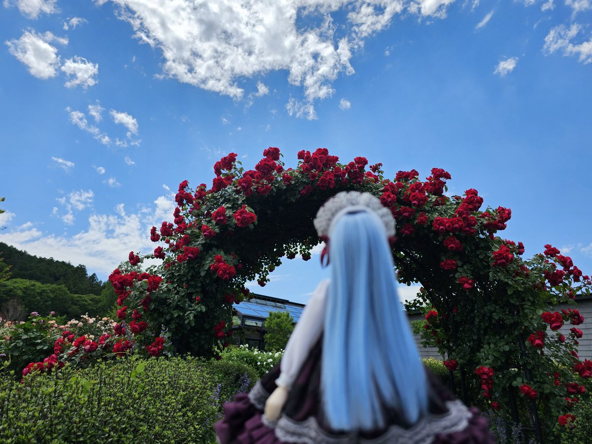 _kula_DOLL_'s tweet photo. 暑いー！
でも薔薇撮影はこの時期最後なので！ https://t.co/moDeXZphFL