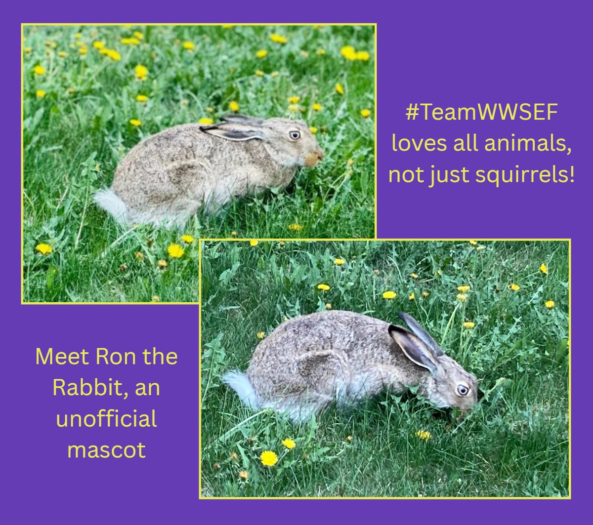 WWSEF's tweet photo. https://t.co/0wdyB74IMa