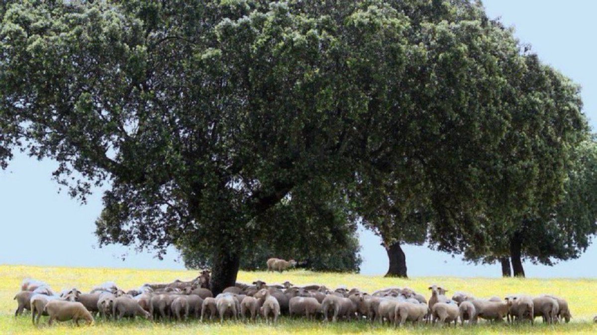 aceytuno's tweet photo. Palabra de hoy: amaturriar

Sestear las ovejas de pie, al cobijo de una sombra, apretándose entre ellas, para evitar el sol y las moscas.

#DiccionarioAceytuno 📚 #Naturaleza #Nature 

📷 Ovejas amaturriadas bajo una encina / Extremadura / BarbeeAnne https://t.co/GBy38PLp61