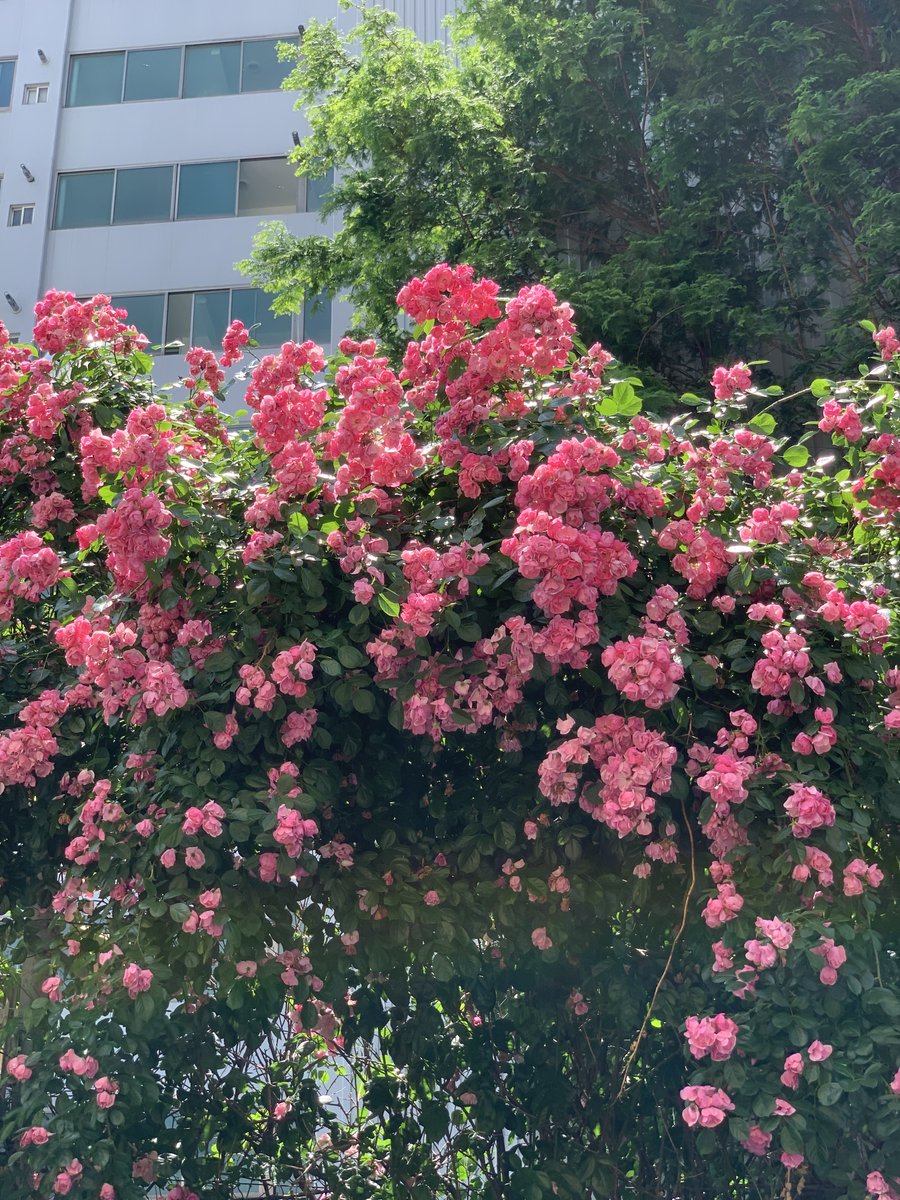 lolounerose's tweet photo. 오늘자 연남동 장미 근황 🌹
3일동안 비가 온 탓인지 져서 그런건지
작년보다는 풍성하지 않아서 아쉬웠음
그래도 예뿌다 ... 평일 오전에 사람 없으니 좋네 🥹 https://t.co/5iGuyZgxHl