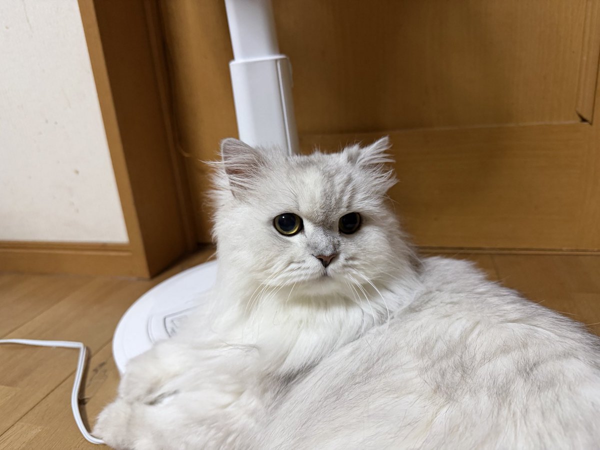 ll_jiro's tweet photo. さらば実家🐶🐱 https://t.co/6BRDTAUrvB