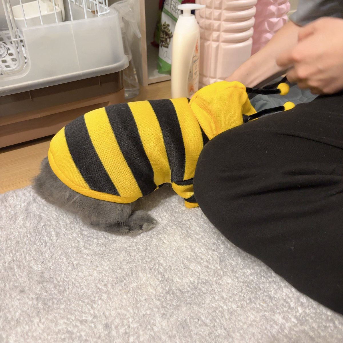 まる🐰(主:くみ) tweet media