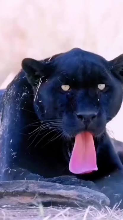 Black Panther tweet media