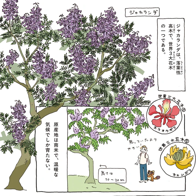 道の駅なんごう 宮崎県亜熱帯植物支場有用植物園ではジャカランダまつりが開催中です。屋外でこれだけのジャカランダを見れる場所は日本ではめずらしいです。『植物園の歩き方』ではジャカランダまつりに合わせて取材しました。 