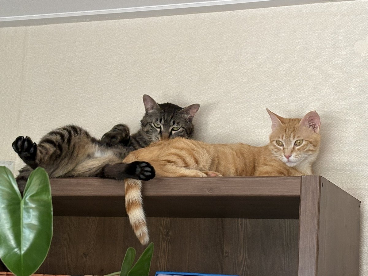 chemaru1824's tweet photo. 입양문의 1도 없지만(아니 왜냐 ㅜ) 
너넨 꼭 같이 지내게 해줄게
(이것도 오늘임, 계피가 이동하면 생강이가 따라가는 이런식인가봐)

#고양이입양홍보
#사지말고입양하세요
#수정과남매
#생강이계피 https://t.co/fyG98Ufkff