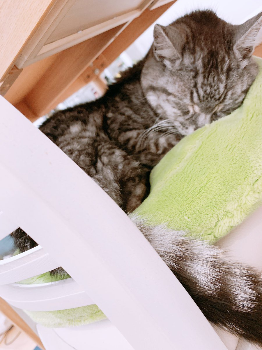cafune_desu's tweet photo. ／
Live info🐈
＼

Words Presents「Purr tone Vol.93」

🗓️ 2026.7.30 (木)
📍 水道橋Words
🕑open 18:00/18:30
🎙️21:25-21:55 (トリ)
🎫TICKET ¥2,300+1D
https://t.co/SKHbuOUuL3
配信
https://t.co/nzrQjIyWSW

出演:biki / 〝美根〟 / ハルノノカ / 杏珠 / れいな / カフネ

猫が喉を鳴らすごろごろとした音みたいに心地の良い音のことだそうです。
その音よく知っています。

ぜひ遊びにいらしてください🐈