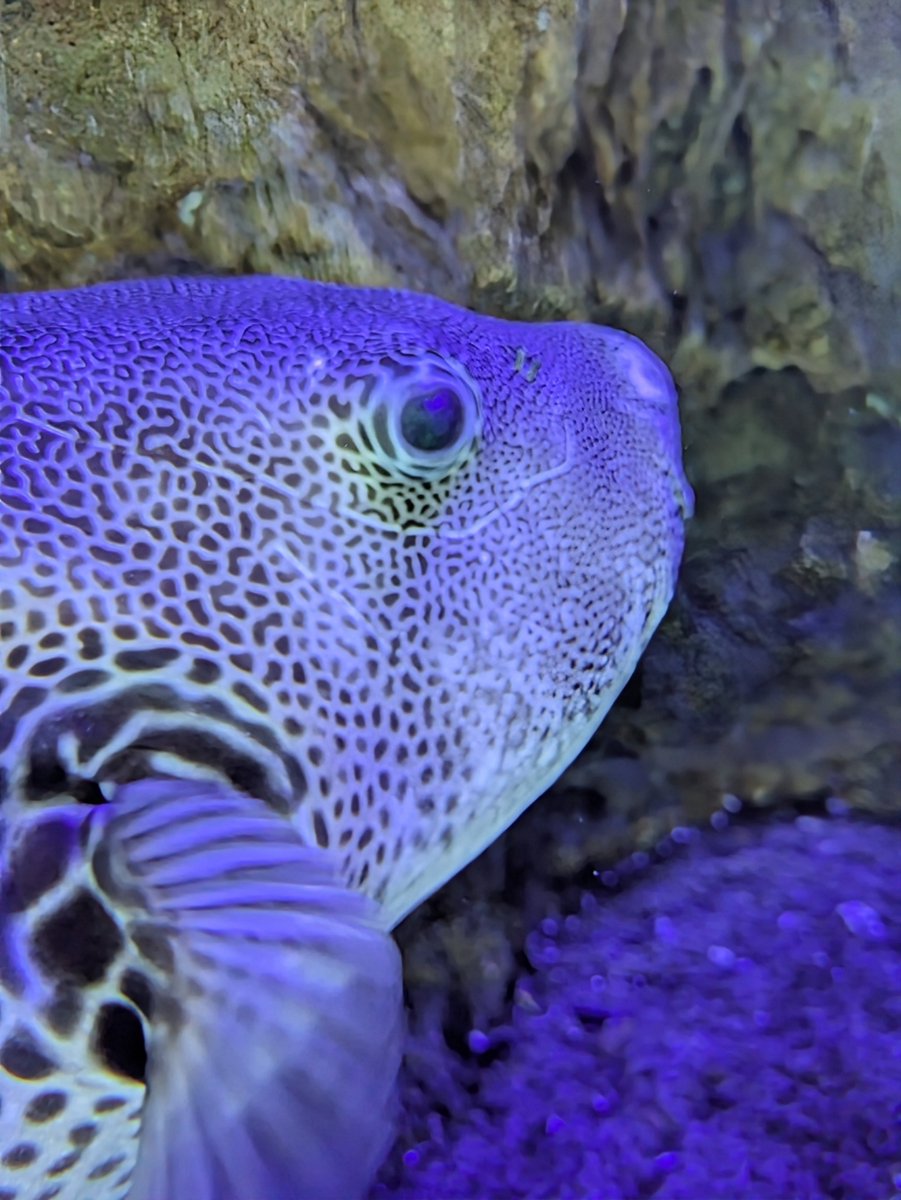 hullsaddler's tweet photo. #fishfriday https://t.co/VPdvYk5e08