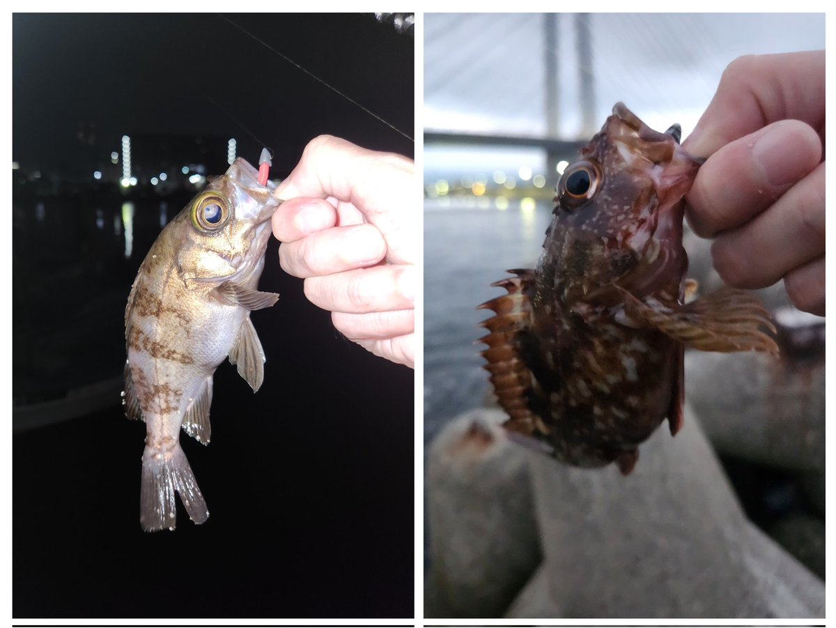 beach_terror's tweet photo. 今日は風が強かったので漁港に行ったらクラゲだらけ🥺クラゲの少ないところを探ってどうにか釣れた🫡
#メバリング https://t.co/yEuMSoUmVi