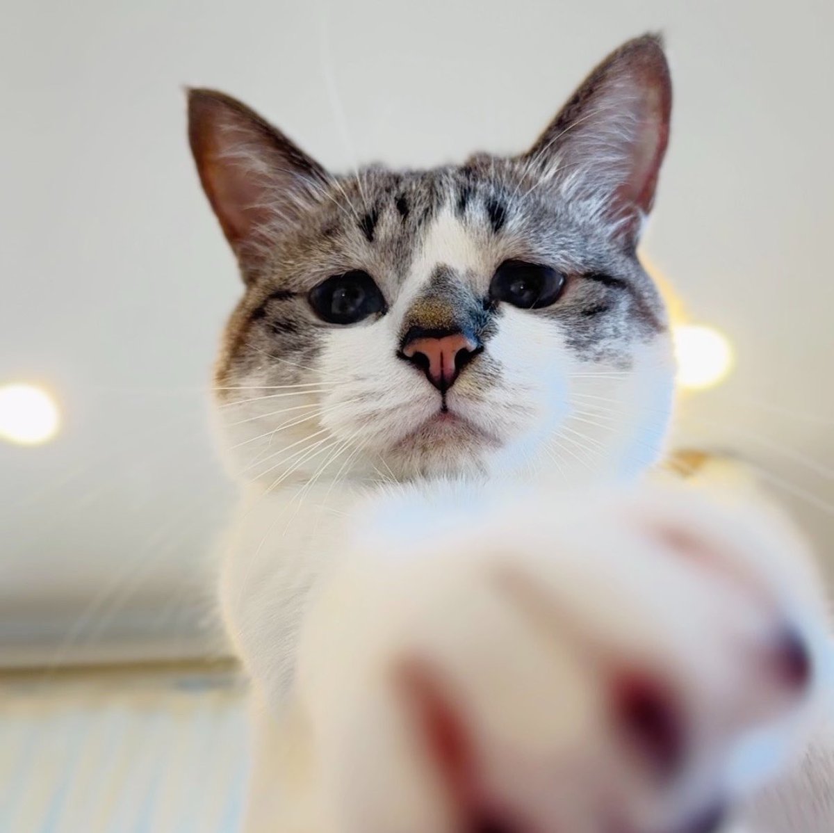 ぴえん猫ミント (@piennekomint) / Posts / X