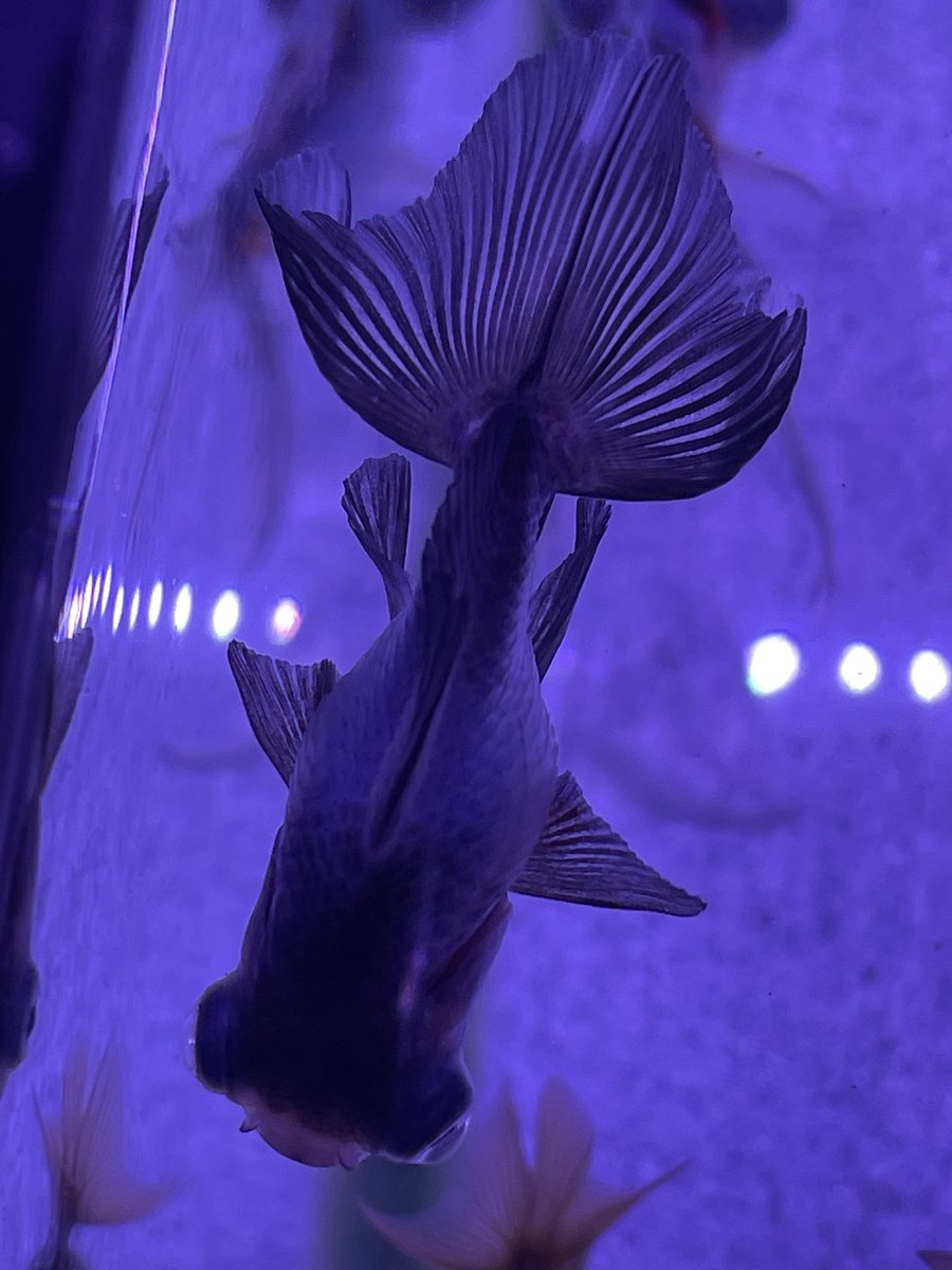 yasullar's tweet photo. 今週の入荷分です。
熱帯魚は、ナマズで、バトラクスキャット、パールムが、久しぶりの入荷に、成ります。
海水魚は、小型の魚が、多く、入荷してます。
オススメは、アケボノハゼ、ロイヤルグラマ、ミゼットラスが、入荷してます。
今週も、宜しくお願いします。 https://t.co/MRFSjO3kfz