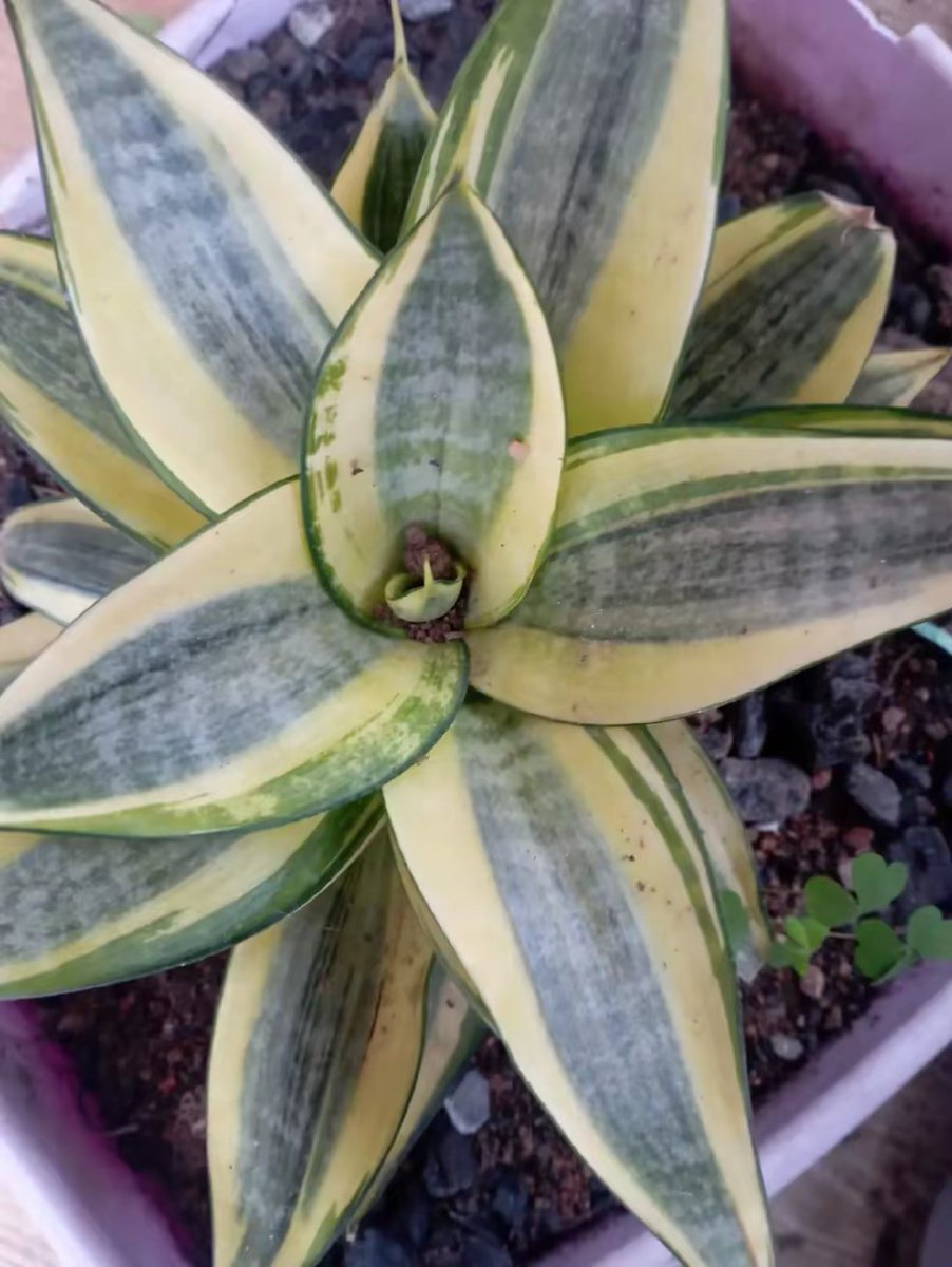 ruthshaphat's tweet photo. PLANTS,POTS, LANDSCAPING and more 
WhatsApp/call
07032559266
08054188335
Jos, Nigeria.
#goviral
#fypシ゚ https://t.co/jfkPuprqn0