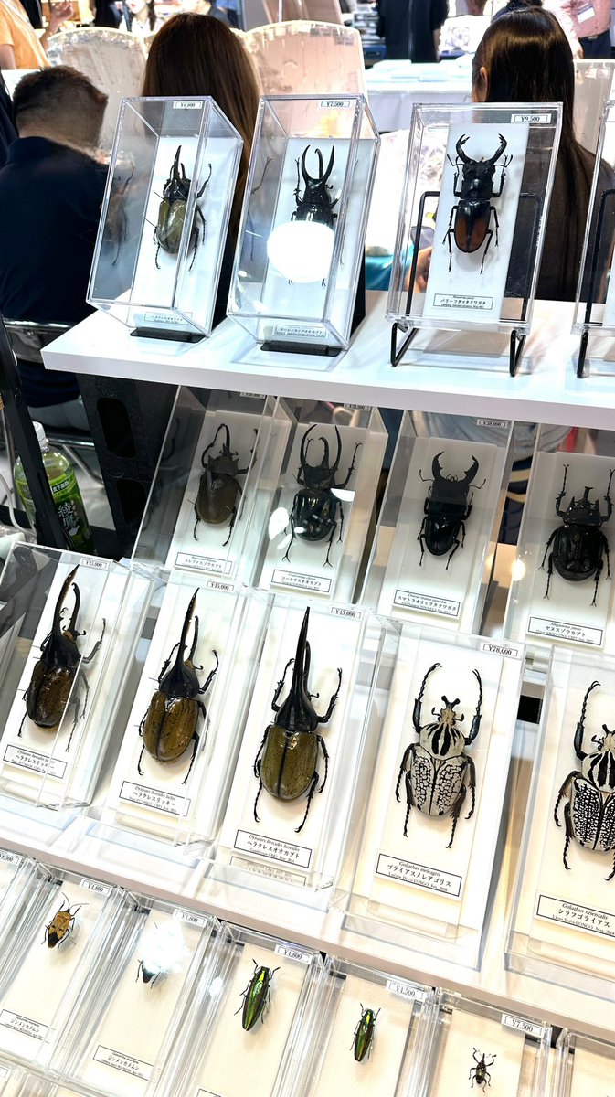 asobuild's tweet photo. \\\本日開催///

【ミネラルフェスタ in横浜】

天然石や宝石、大迫力の昆虫標本まで💎✨️

貴重な品の数々をじっくり見て選ぶことができます✧︎*。

開催は31日（日）まで❕入場無料ですので、どなたでもお気軽にお越ください🙌🏻 https://t.co/nPJmzgEs9S
