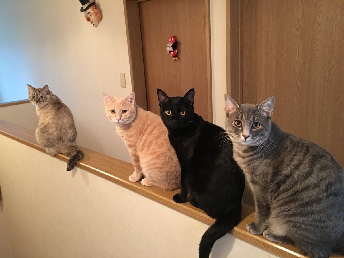 428mg2's tweet photo. 母猫←    →息子×3 https://t.co/xGpzss4qVJ
