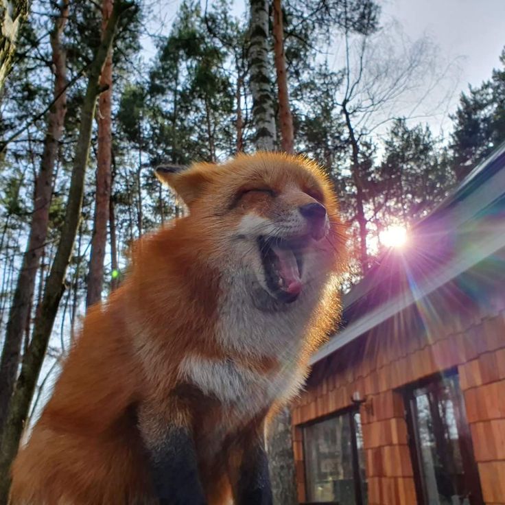 🍁 𝓣𝓱𝓮 𝓕𝓸𝔁 𝓛𝓲𝓯𝓮 🌾🦊 tweet media