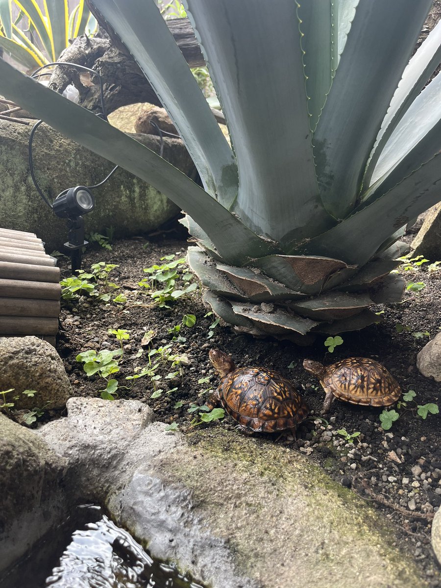 benben643's tweet photo. 忠次と修実！！今日から外飼育だなー！アガベが君たちを守ってくれるはずだ！w

#トウブハコガメ #アメハコ #easternboxturtle https://t.co/NeQNSxaV8M