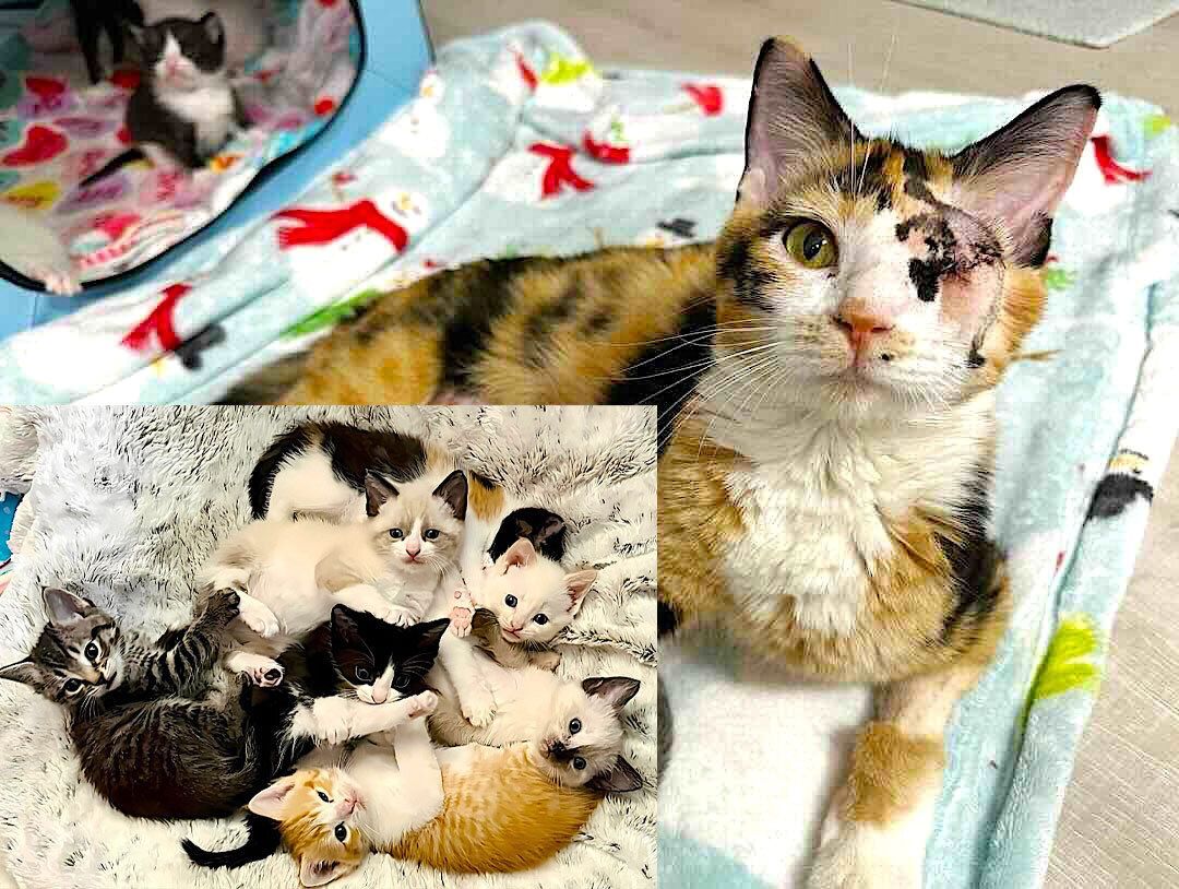Cats and Kittens tweet media