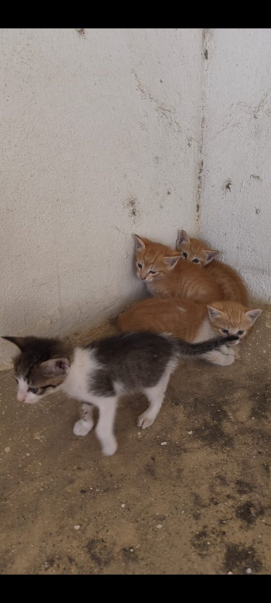 ItsAllDandy_'s tweet photo. I feel everyone who wants to adopt a kitten in bangalore should keep me informed because I can't go one month without finding kittens! https://t.co/LO78j2eMjX