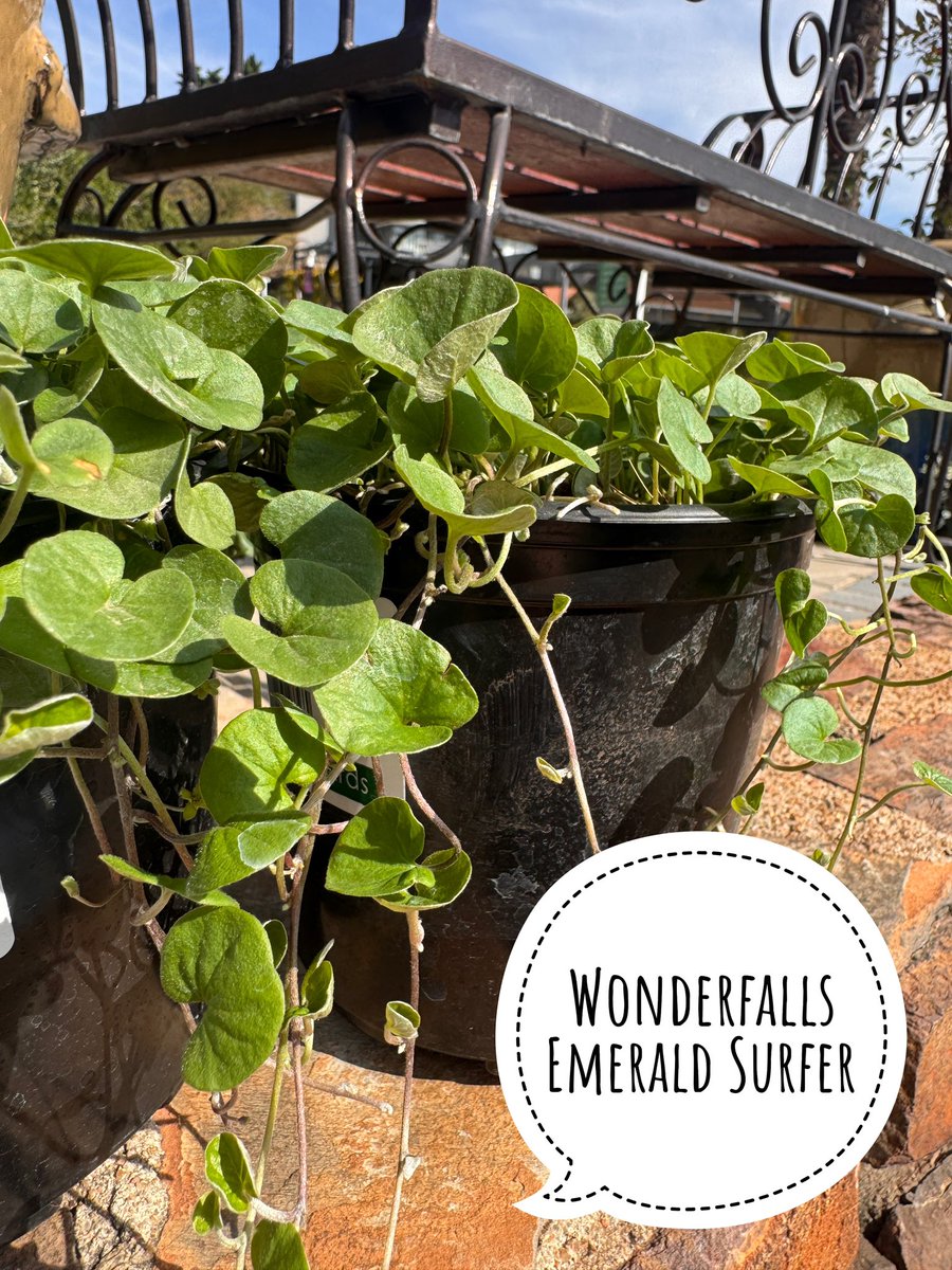 EckardsGarden's tweet photo. Wonderlawn spreads across the ground. Wonderfalls cascades over the edge. 
Wonderlawn is perfect between pavers or as a shady lawn alternative, while Wonderfalls adds movement and texture to pots and hanging baskets 🌸 #eckardsgarden #verticalgardening https://t.co/uaYNnp4cnW