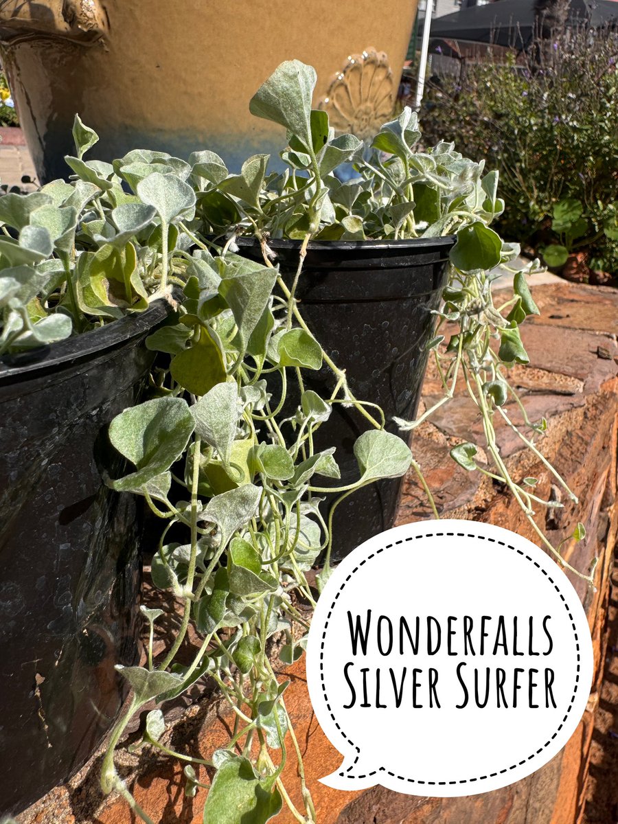 EckardsGarden's tweet photo. Wonderlawn spreads across the ground. Wonderfalls cascades over the edge. 
Wonderlawn is perfect between pavers or as a shady lawn alternative, while Wonderfalls adds movement and texture to pots and hanging baskets 🌸 #eckardsgarden #verticalgardening https://t.co/uaYNnp4cnW