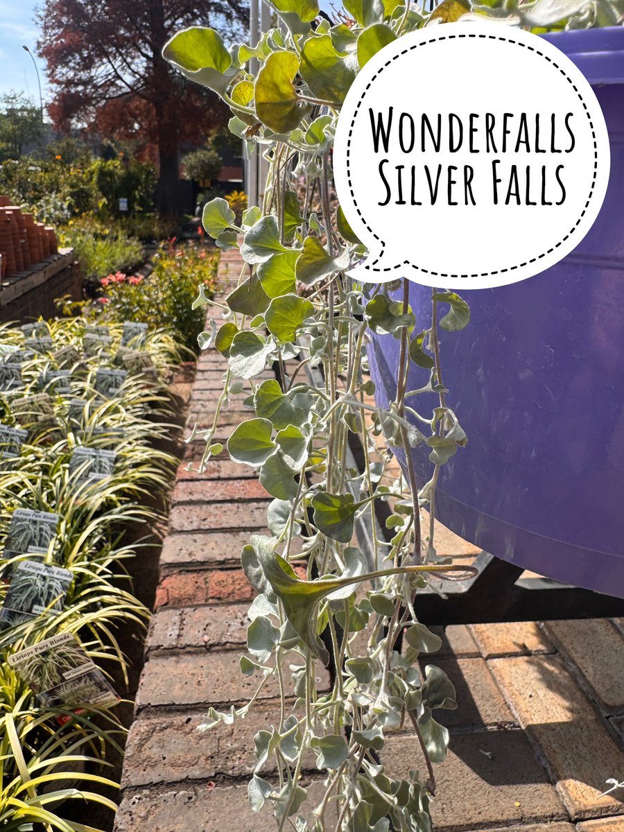 EckardsGarden's tweet photo. Wonderlawn spreads across the ground. Wonderfalls cascades over the edge. 
Wonderlawn is perfect between pavers or as a shady lawn alternative, while Wonderfalls adds movement and texture to pots and hanging baskets 🌸 #eckardsgarden #verticalgardening https://t.co/uaYNnp4cnW
