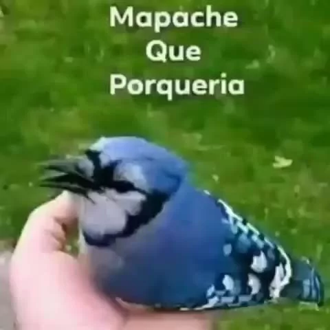 razorcrow's tweet photo. @laradiazg @TTendenciaX Entró este brother por la ventana, y lo demás ya aunque te lo cuente, seguro no me vas a creer. Es demasiado surreal. https://t.co/EEWmzCBiW0